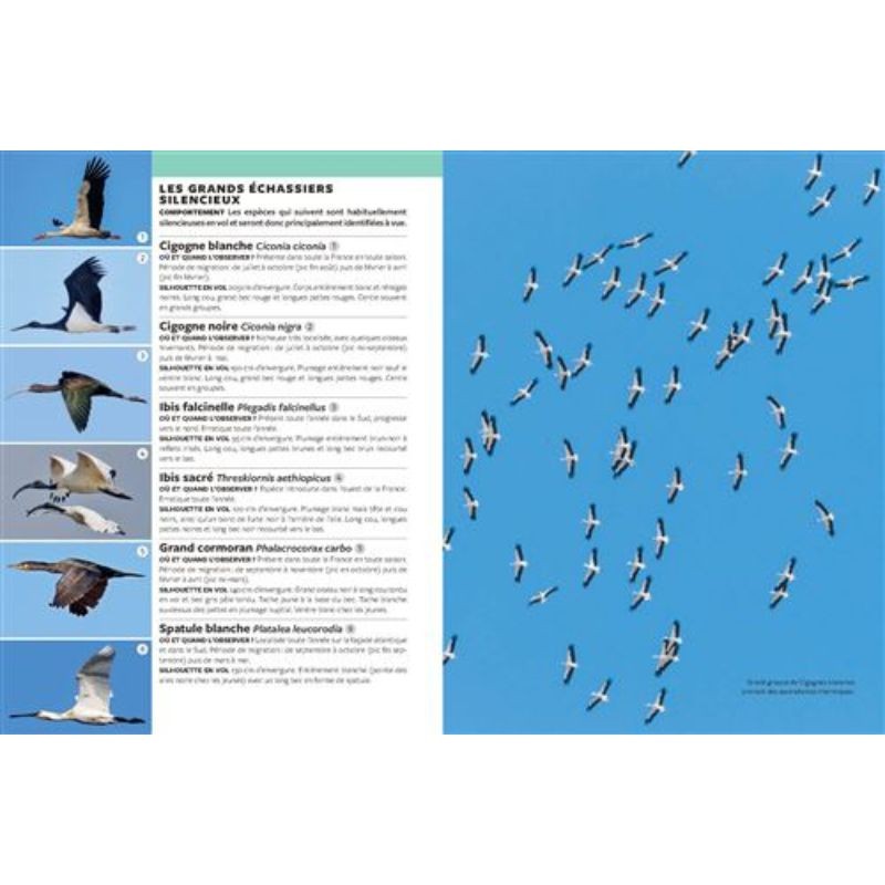 Identifier Les Oiseaux Migrateurs Par Le Son