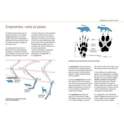 Reconna Tre Facilement Les Traces D Animaux Traces Grande Nature