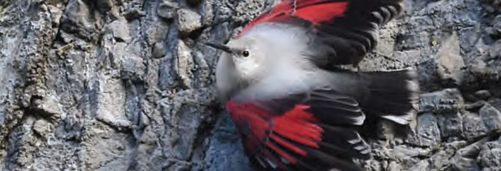 L’homme & l’oiseau 1/2015 L’homme & l’oiseau 1/2015