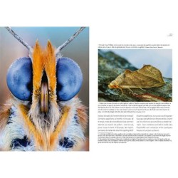 La Vie des papillons d'Europe