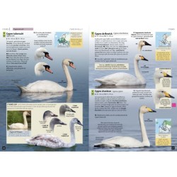 Guide expert des Oiseaux d'Europe - Manuel d'Identification Photographique
