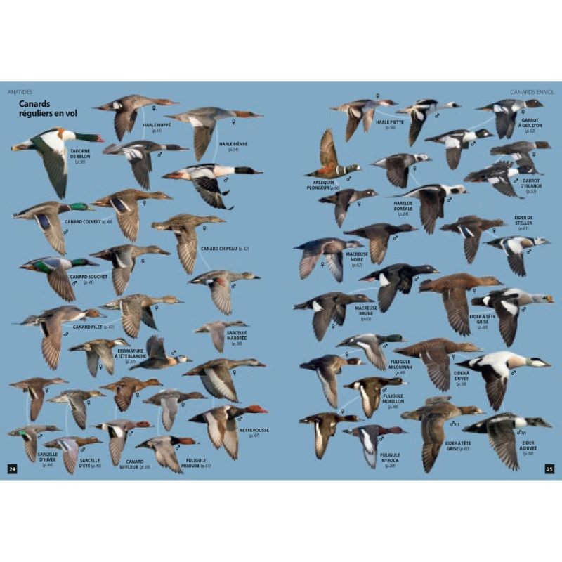 Guide des Oiseaux d'Europe - Manuel d'Identification Photographique