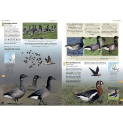 Guide expert des Oiseaux d'Europe - Manuel d'Identification Photographique