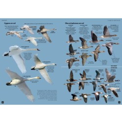 Guide expert des Oiseaux d'Europe - Manuel d'Identification Photographique