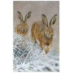 Lapins de Garenne - Carte de correspondance d'André Buzin