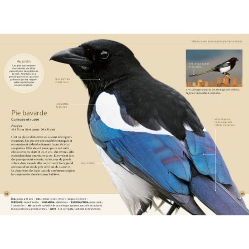 Reconnaître facilement les oiseaux du jardin - Photos grandeur nature