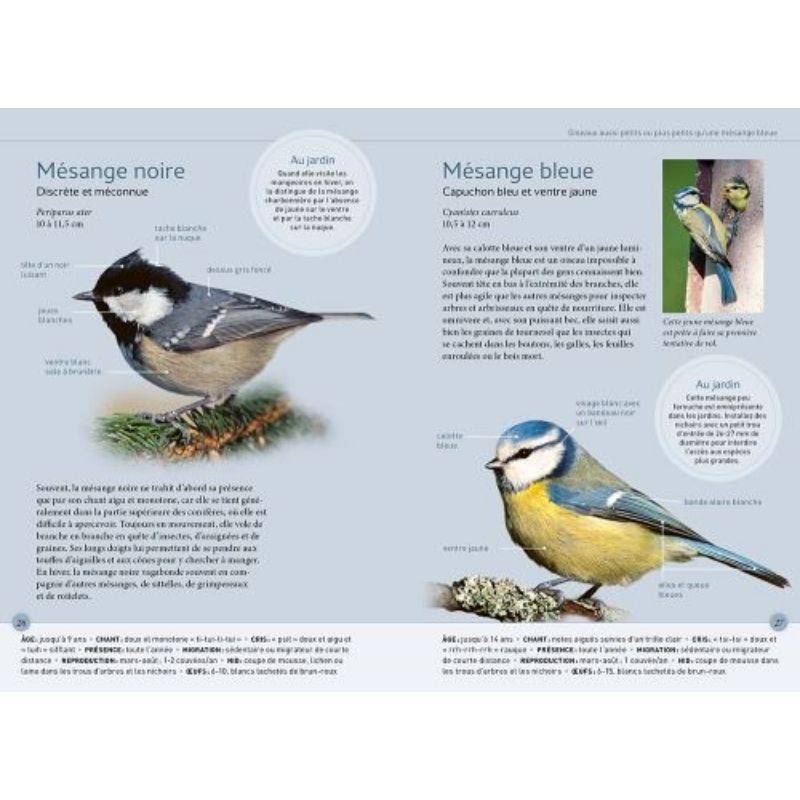 Reconnaître facilement les oiseaux du jardin - Photos grandeur nature