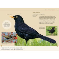 Reconnaître facilement les oiseaux du jardin - Photos grandeur nature