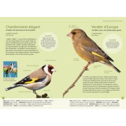 Reconnaître facilement les oiseaux du jardin - Photos grandeur nature