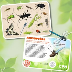 Kiquimank ? Insectes