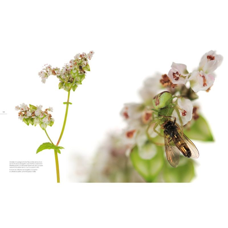 Histoires surnaturelles - Alliances, ruses et stratagèmes entre plantes et insectes