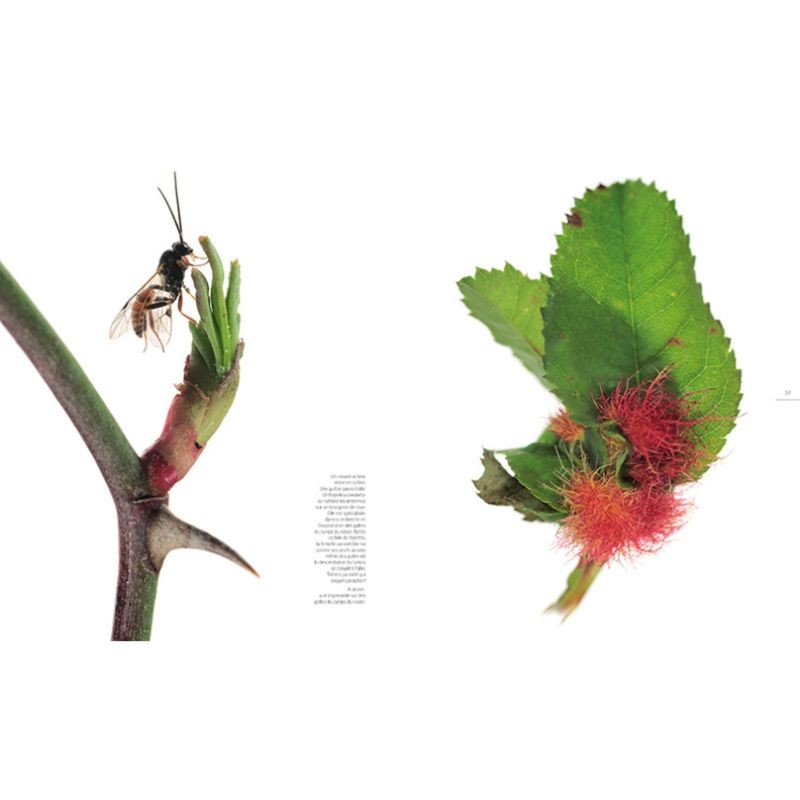 Histoires surnaturelles - Alliances, ruses et stratagèmes entre plantes et insectes