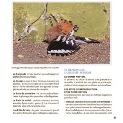 Attirer les oiseaux dans mon jardin