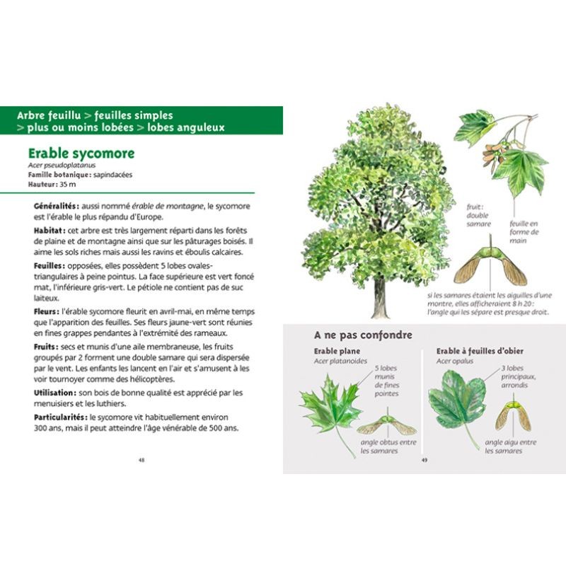 Arbres - Les petits livres de la nature
