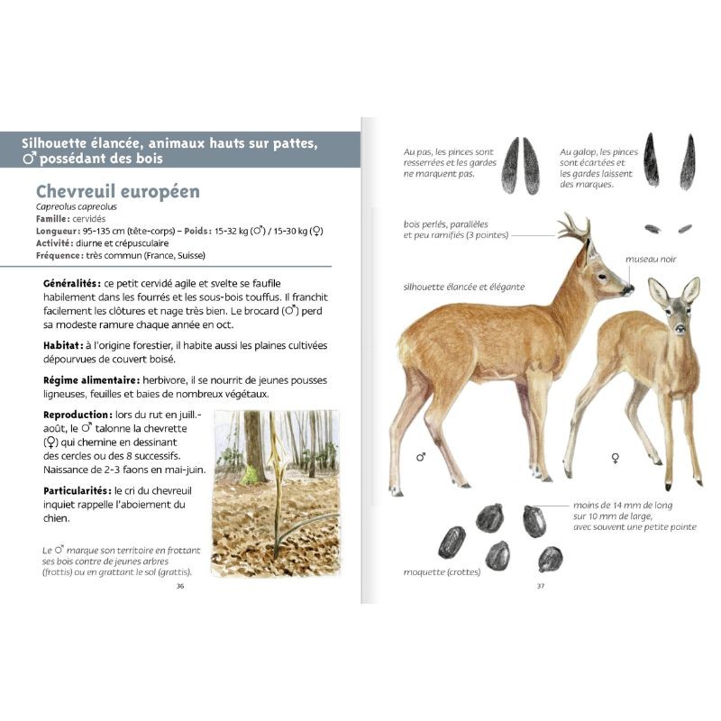 Gros mammifères - Les petits livres de la nature