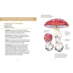 Champignons des forêts - Les petits livres de la nature