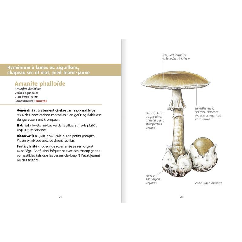 Livres pour enfants - Les champignons