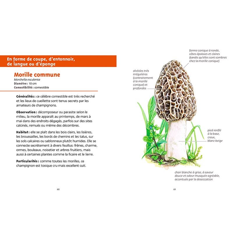 Champignons des forêts - Les petits livres de la nature