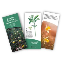 Éventail de la flore des sous-bois - Guide de poche des principales fleurs forestières