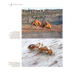 Formidables Fourmis ! Formidables Fourmis !