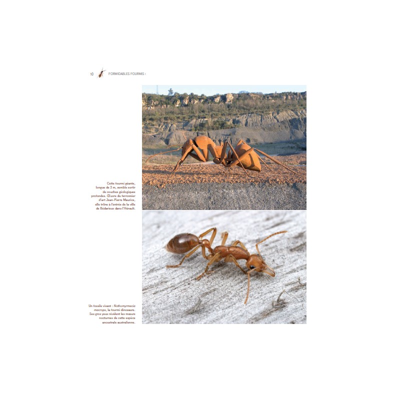 Formidables Fourmis ! Formidables Fourmis !