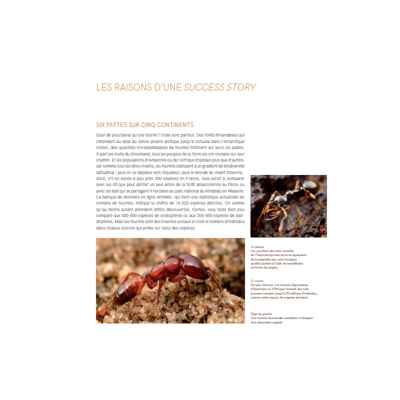 Formidables Fourmis ! Formidables Fourmis !