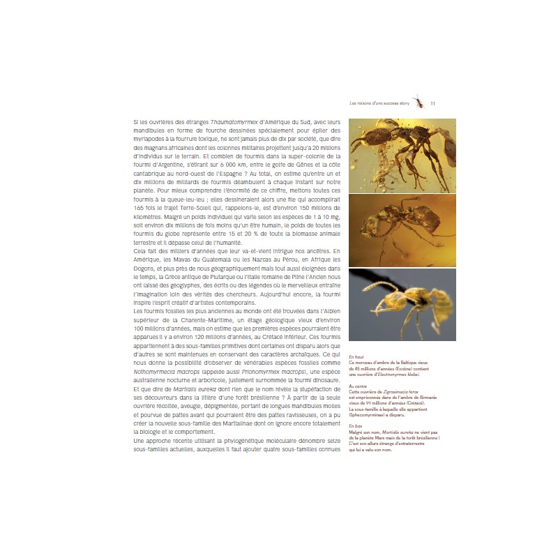 Formidables Fourmis ! Formidables Fourmis !