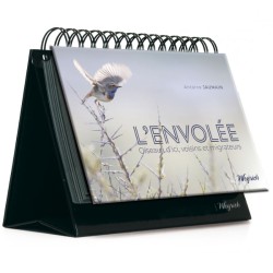 L'Envolée - Oiseaux d'ici, voisins et migrateurs