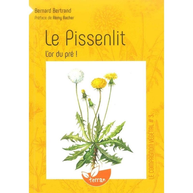 Le Pissenlit - L'or du pré ! - Le compagnon végétal N°3