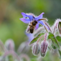 Graines bio de Bourrache