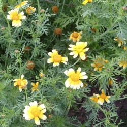 Graines bio de Chrysanthème comestible Shungiku Graines bio de Chrysanthème comestible Shungiku