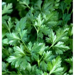 Graines bio de Persil commun