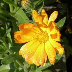 Graines bio de Souci des jardins