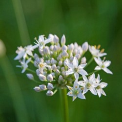 Graines bio d'Ail chinois