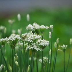 Graines bio d'Ail chinois