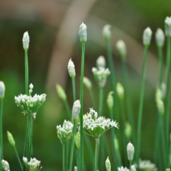 Graines bio d'Ail chinois