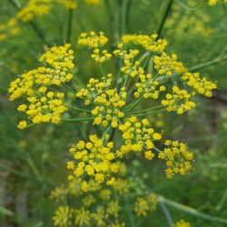 Graines bio de Fenouil commun