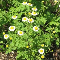 Graines bio de Grande Camomille