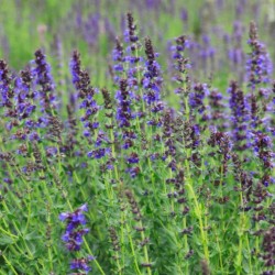 Graines bio d'Hysope