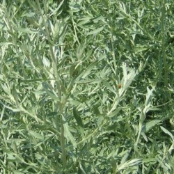 Graines bio d'Absinthe