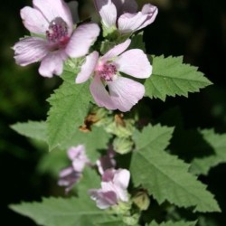 Graines bio de Guimauve