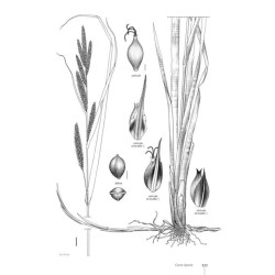 Guide expert des Carex de France