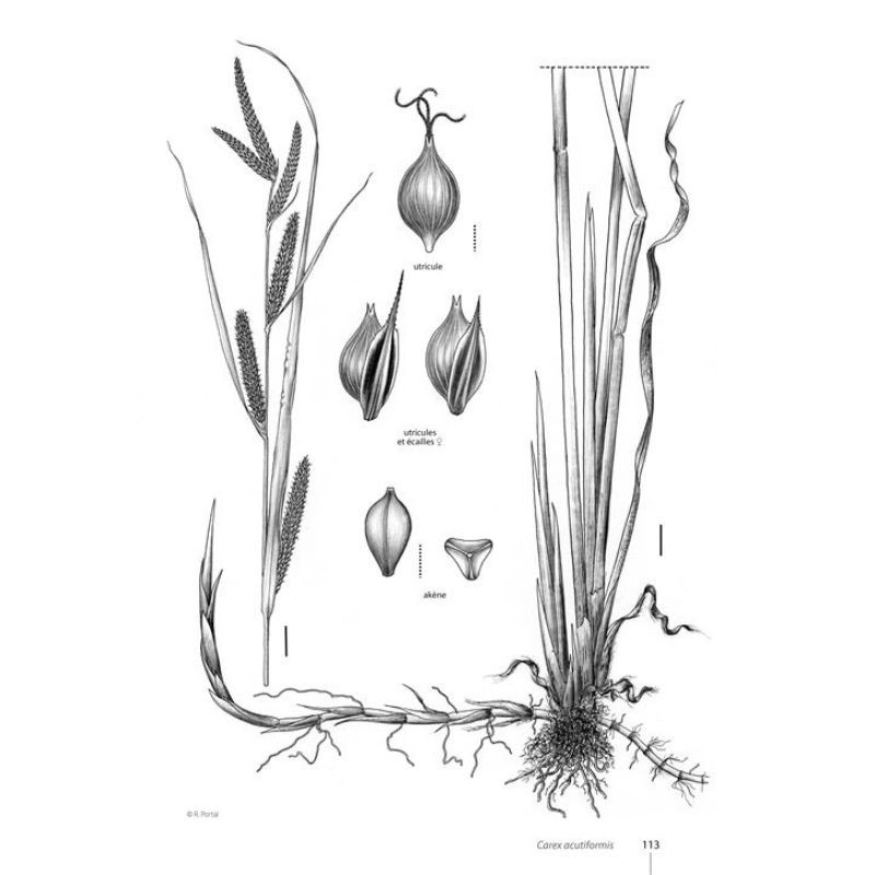 Guide expert des Carex de France