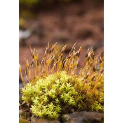 Guide expert des Mousses et Hépatiques de France - 3e édition enrichie