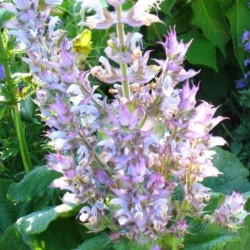 Graines bio de Sauge sclarée