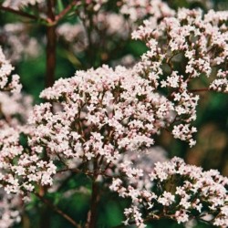 Graines bio de Valériane officinale