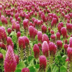 Graines bio de Trèfle incarnat (engrais vert)