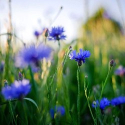 Graines bio de Bleuet bleu