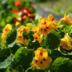 Graines bio de Capucine naine en mélange