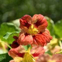 Graines bio de Capucine naine en mélange